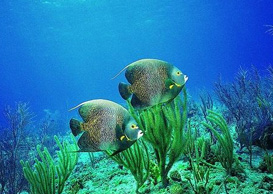 環(huán)境影響評(píng)價(jià)、排污許可證、應(yīng)急預(yù)案